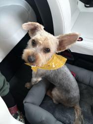 Lost Male Dog last seen Canyon Terrace Drive , San Bernardino, CA 92407