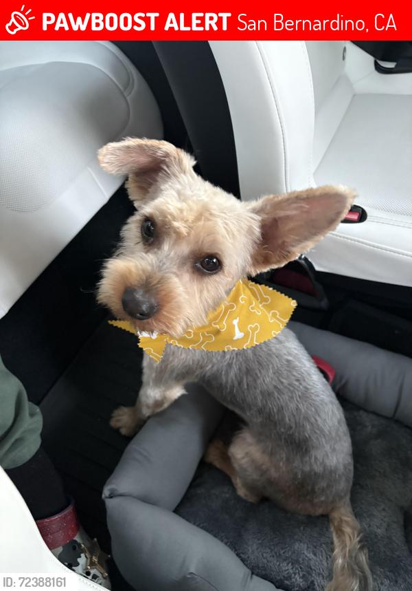 Lost Male Dog last seen Canyon Terrace Drive , San Bernardino, CA 92407