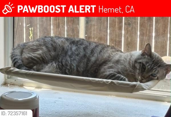 Lost Male Cat last seen Youngstown Dr and Soboba St, Hemet, CA 92544