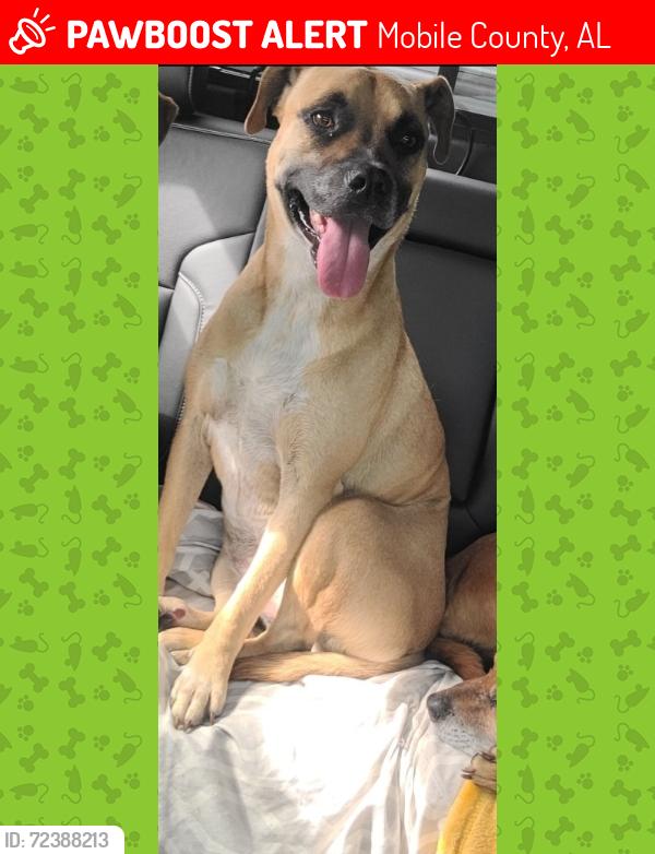 Lost Female Dog last seen Rebel Rd, Theodore, AL, Mobile County, AL 36582