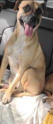 Lost Female Dog last seen Rebel Rd, Theodore, AL, Mobile County, AL 36582