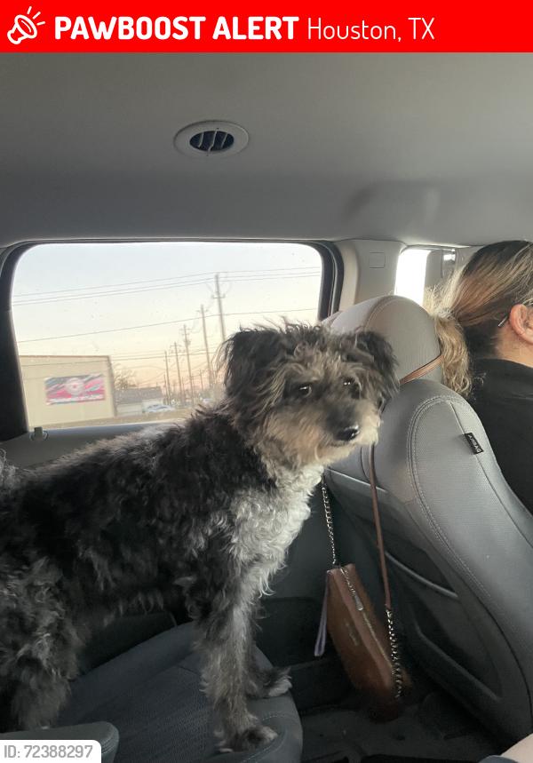 Lost Male Dog last seen Gulfgate, Houston, TX 77087