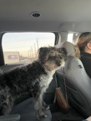 Lost Male Dog last seen Gulfgate, Houston, TX 77087