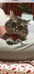 Lost Female Cat last seen Near radcliff Dr 99504, Anchorage, AK 99504