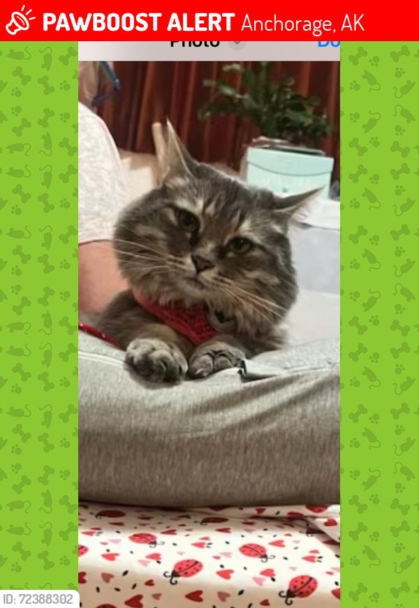 Lost Female Cat last seen Near radcliff Dr 99504, Anchorage, AK 99504