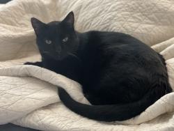 Lost Male Cat last seen McLellan & Alma School, Mesa, AZ 85201