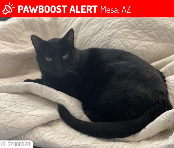 Lost Male Cat last seen McLellan & Alma School, Mesa, AZ 85201