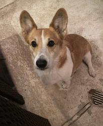 Lost Male Dog last seen Lomax School Road , La Porte, TX 77571