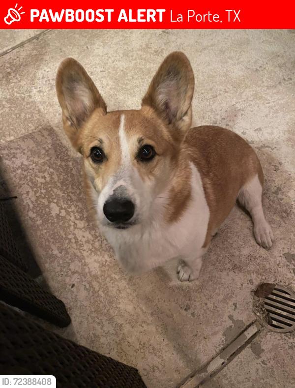 Lost Male Dog last seen Lomax School Road , La Porte, TX 77571