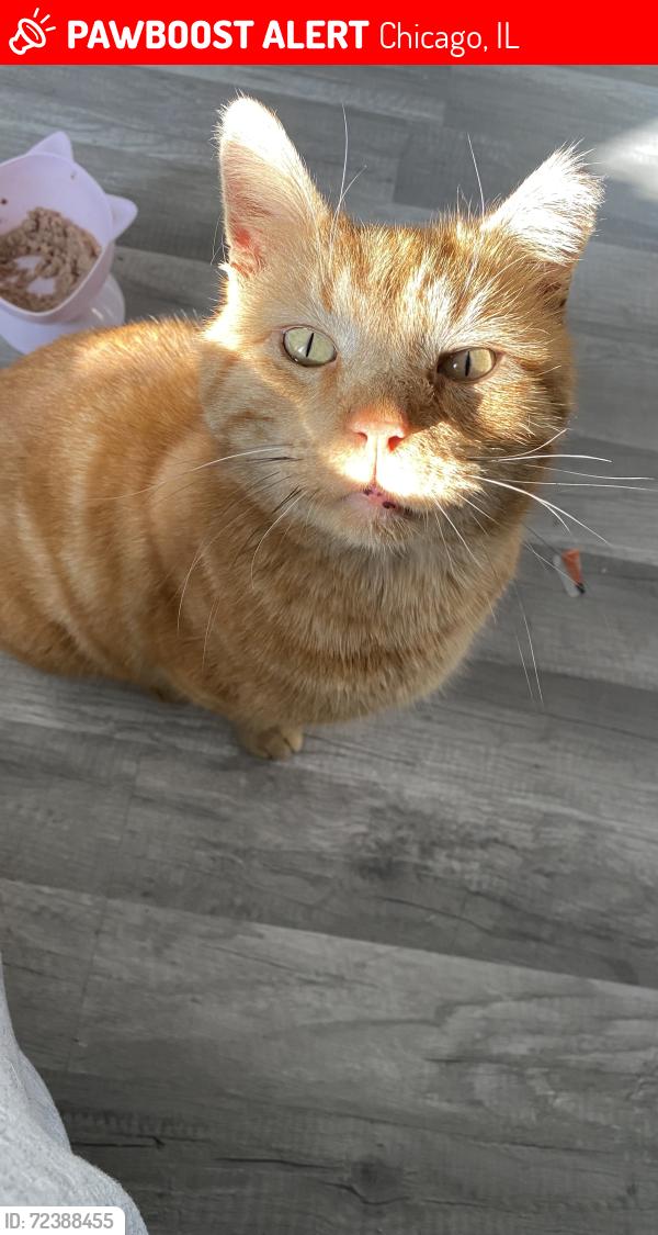 Lost Male Cat last seen Near N Neva , Chicago, IL 60623