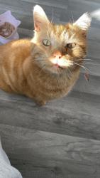 Lost Male Cat last seen Near N Neva , Chicago, IL 60623