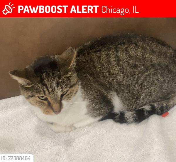 Lost Male Cat last seen Near n neva, Chicago, IL 60707