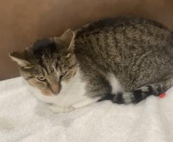 Lost Male Cat last seen Near n neva, Chicago, IL 60707