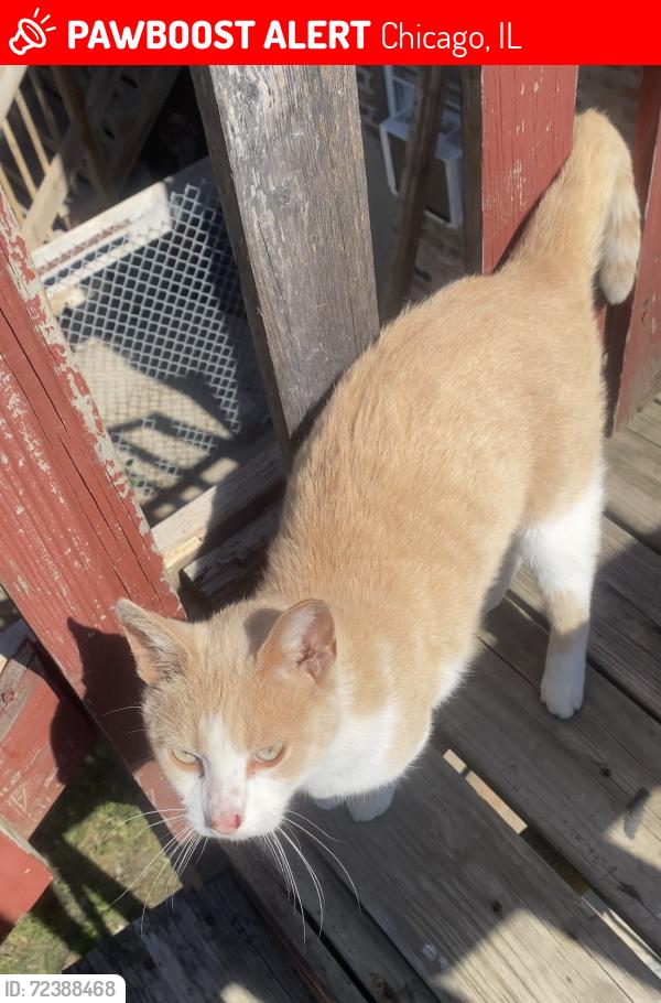 Lost Male Cat last seen Near N Neva, Chicago, IL 60707