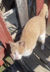 Lost Male Cat last seen Near N Neva, Chicago, IL 60707