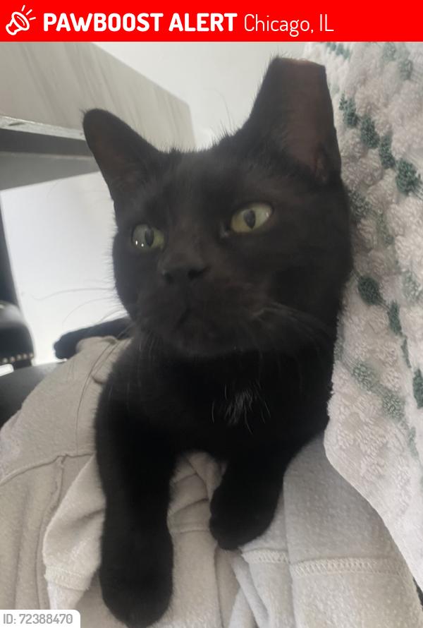 Lost Female Cat last seen Near N Neva, Chicago, IL 60707