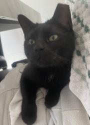 Lost Female Cat last seen Near N Neva, Chicago, IL 60707