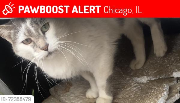 Lost Male Cat last seen Near N Neva, Chicago, IL 60707