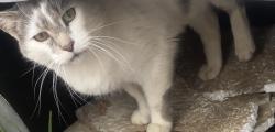 Lost Male Cat last seen Near N Neva, Chicago, IL 60707
