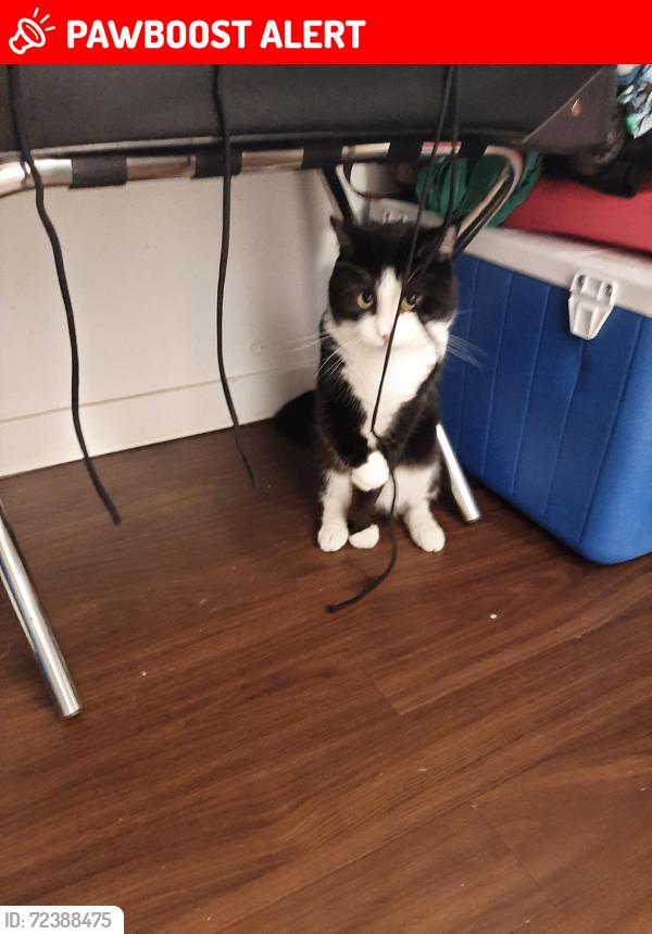 Lost Male Cat last seen Corner of Highway 37 and 28A. South of Gibbons, Sturgeon County, AB T8L 5A3