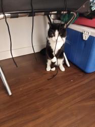 Lost Male Cat last seen Corner of Highway 37 and 28A. South of Gibbons, Sturgeon County, AB T8L 5A3