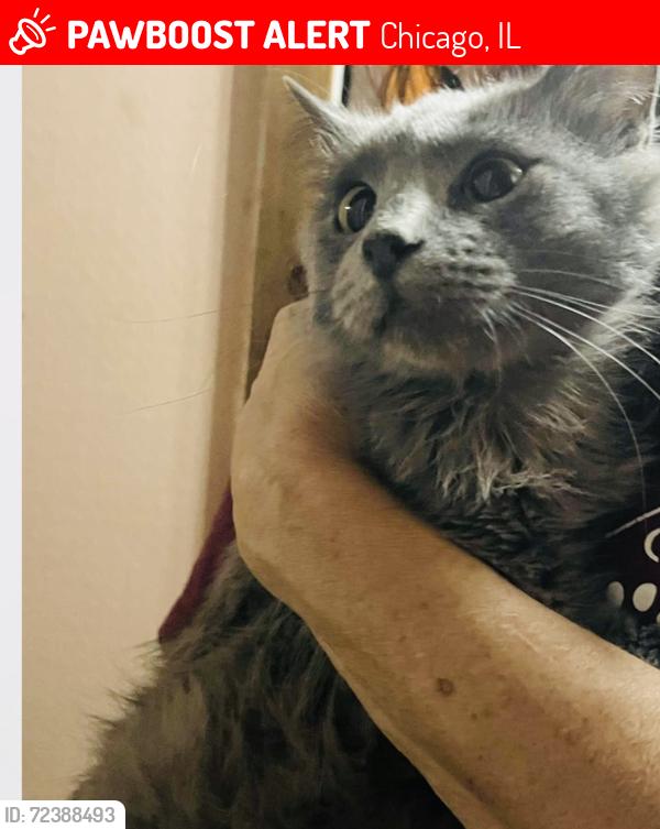 Lost Male Cat last seen Near N Neva, Chicago, IL 60707