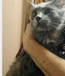 Lost Male Cat last seen Near N Neva, Chicago, IL 60707