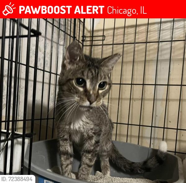 Lost Male Cat last seen Near N Neva, Chicago, IL 60707