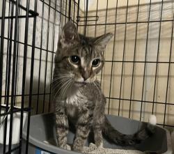 Lost Male Cat last seen Near N Neva, Chicago, IL 60707