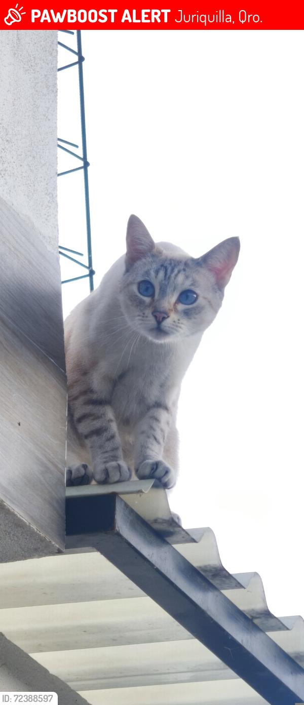Lost Female Cat last seen Fraccionamiento Gran Reserva Preserve cerca de San Isidro y Grand Juriquilla, Juriquilla, Qro. 