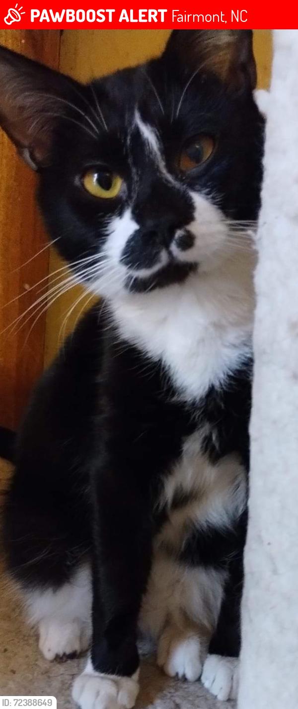 Lost Male Cat last seen Turkey Branch Rd , Fairmont, NC 28340