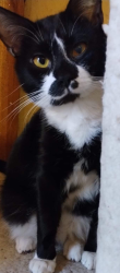 Lost Male Cat last seen Turkey Branch Rd , Fairmont, NC 28340