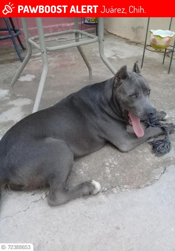 Lost Male Dog last seen Avenida de las Torres , Juárez, Chih. 