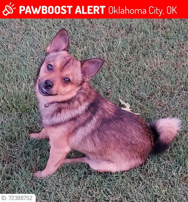 Lost Male Dog last seen 104th and Anderson Rd , Oklahoma City, OK 73165