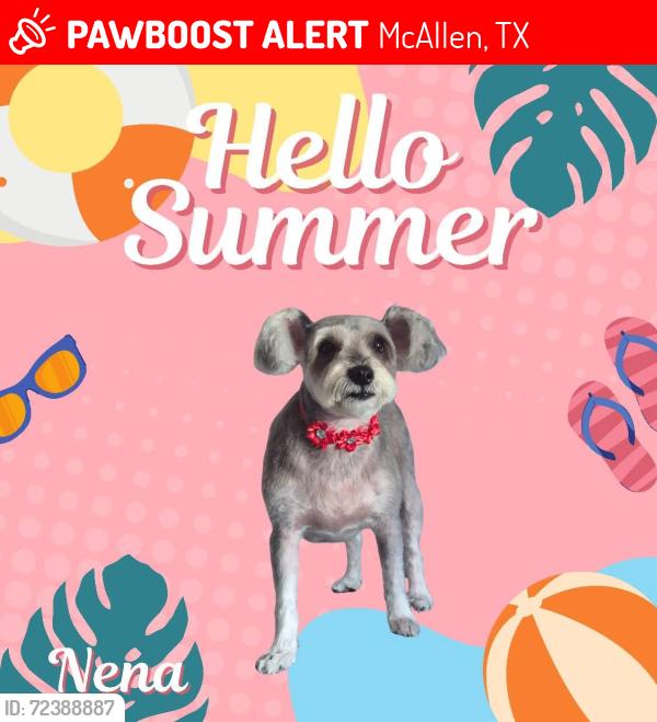 Lost Female Dog last seen 2901w hwy83 #14 mcallen , McAllen, TX 78501