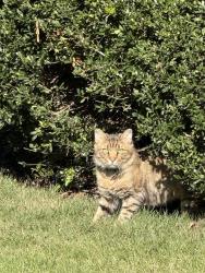 Found/Stray Unknown Cat last seen Audubon Briarcliff at Briarcliff Rd NE, Atlanta, GA 30329