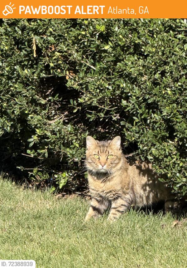 Found/Stray Unknown Cat last seen Audubon Briarcliff at Briarcliff Rd NE, Atlanta, GA 30329
