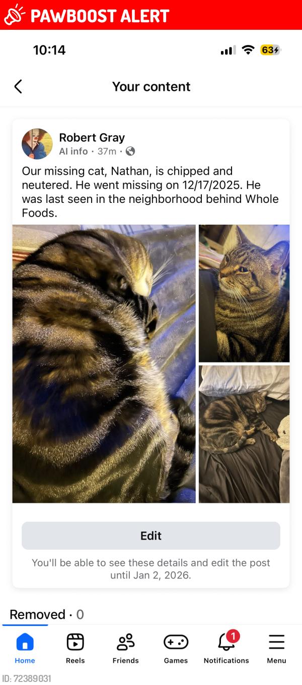 Lost Male Cat last seen McEwen, Washington Township, OH 45458