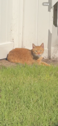 Lost Male Cat last seen Michigan Ave, St. Cloud, FL 34769
