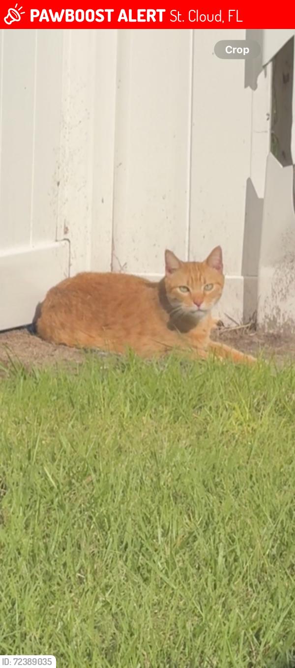 Lost Male Cat last seen Michigan Ave, St. Cloud, FL 34769