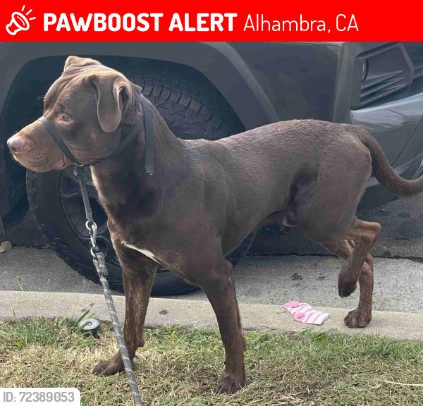 Lost Male Dog last seen Sarazen Dr / Whitney, Alhambra, CA 91803