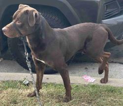 Lost Male Dog last seen Sarazen Dr / Whitney, Alhambra, CA 91803