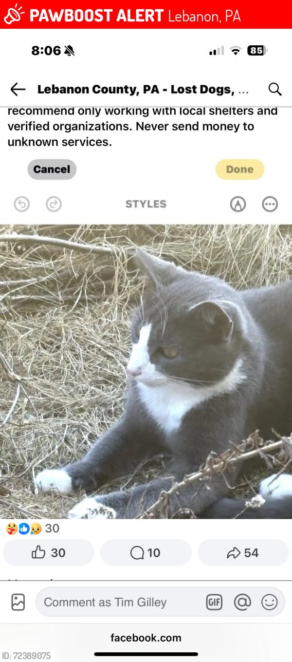 Lost Male Cat last seen Near grubb avenue Lebanon pa , Lebanon, PA 17046