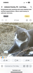 Lost Male Cat last seen Near grubb avenue Lebanon pa , Lebanon, PA 17046