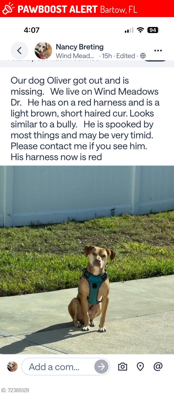 Lost Male Dog last seen EF Griffin, Bartow, FL 33830