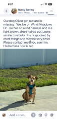 Lost Male Dog last seen EF Griffin, Bartow, FL 33830