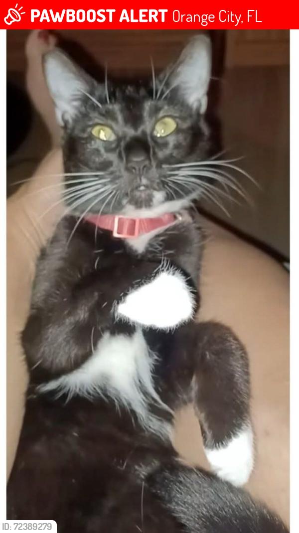 Lost Female Cat last seen Strawberry oak ave and Rhodeisland ave, Orange City, FL 32763