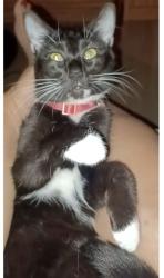 Lost Female Cat last seen Strawberry oak ave and Rhodeisland ave, Orange City, FL 32763