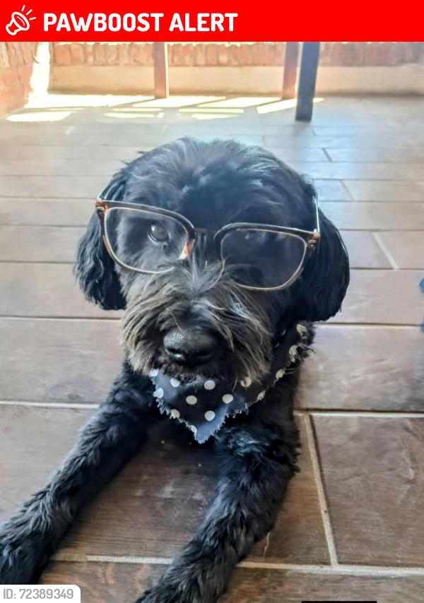 Lost Male Dog last seen Blvd. Luis Donaldo Colosio , Pachuca de Soto, Hgo. 