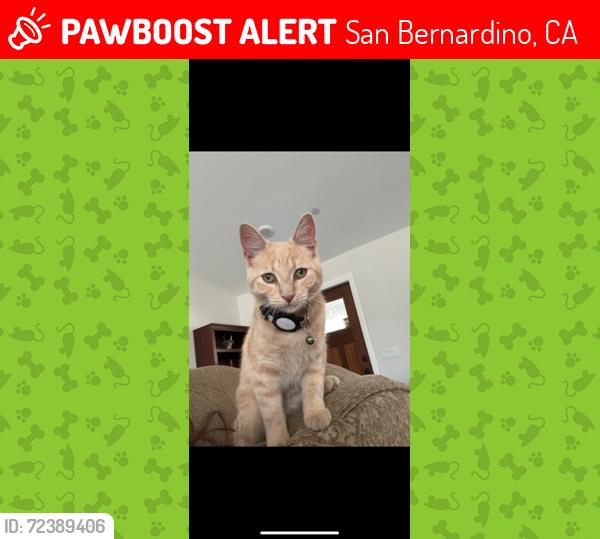 Lost Male Cat last seen Olive and Belmont , San Bernardino, CA 92407